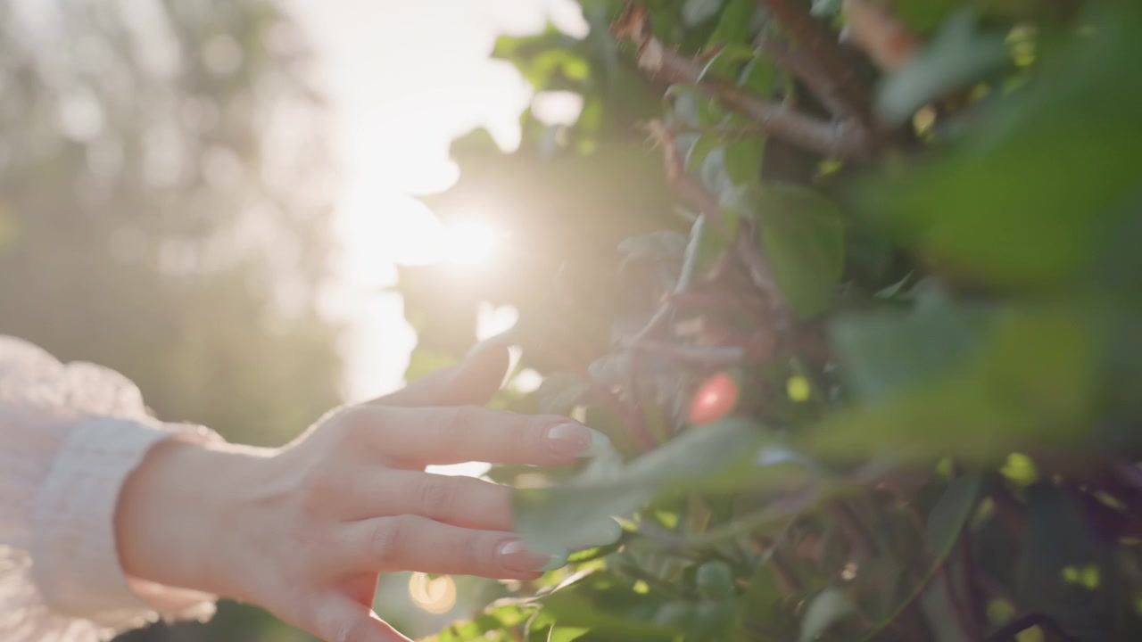 柔らかな日差しの中で、植物の緑の葉に優しく触れている女性の手のクローズアップ。手入れされた爪のような細かいディテールと共に、人間と自然の相互作用に焦点が当てられている。