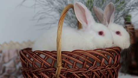 easter bunny rabbit with blue painted egg on blue background. easter holiday concept