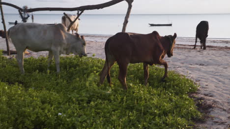 cows grazing on grass and weed on tropical sandy zanzibar beach