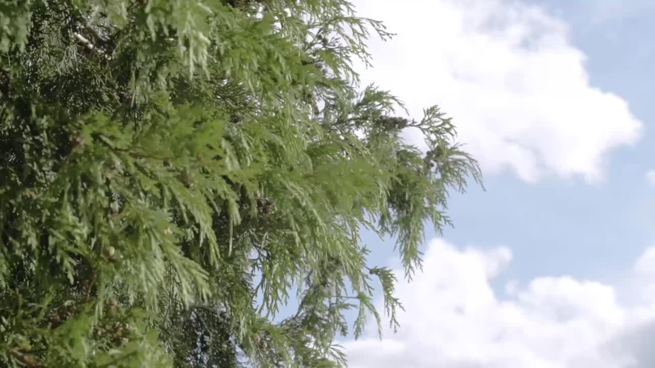 푸른 하늘과 구름을 배경으로 상록수 가지