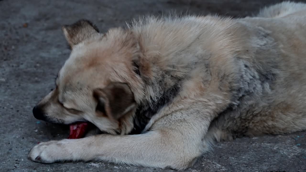 un perro comiendo huesos crudos y sangrientos.