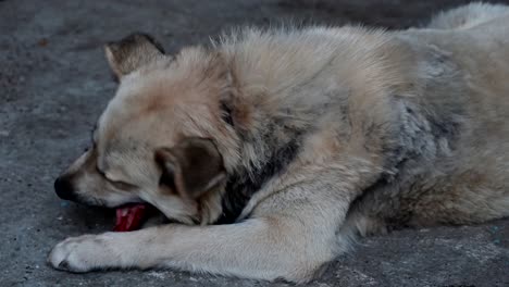 Dog-eating-raw-bloody-bones