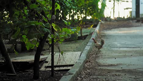 rooster strolling in medina-sidonia, cádiz alley