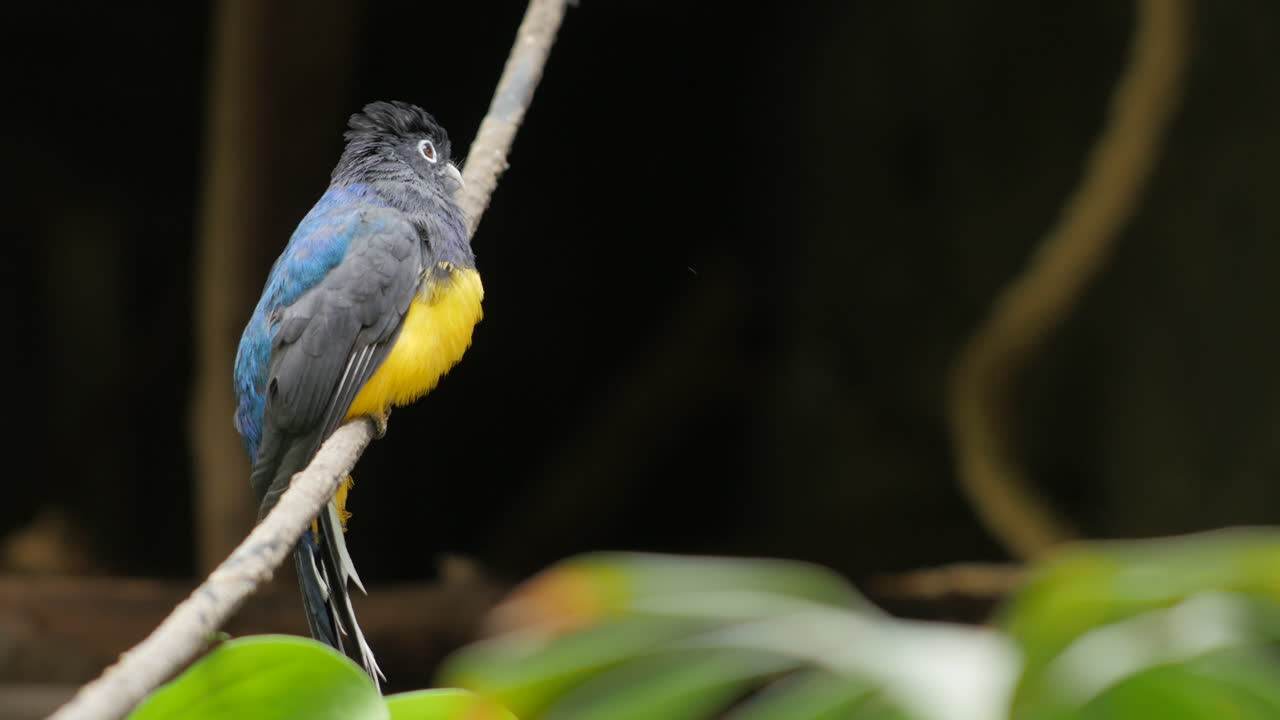 녹색 백업 트로건 새