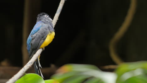 Grünrückeniger-Troganvogel