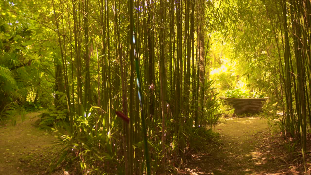 Peaceful view of a bamboo forest with dense green vegetation and soft daylight creating a calm natural scene