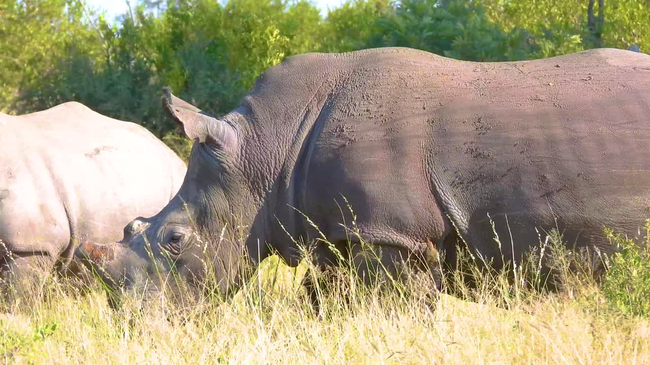 Following the african rhinoceros while walking at Kruger National Park, South Africa.