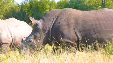 following the african rhinoceros while walking at kruger national park, south africa.