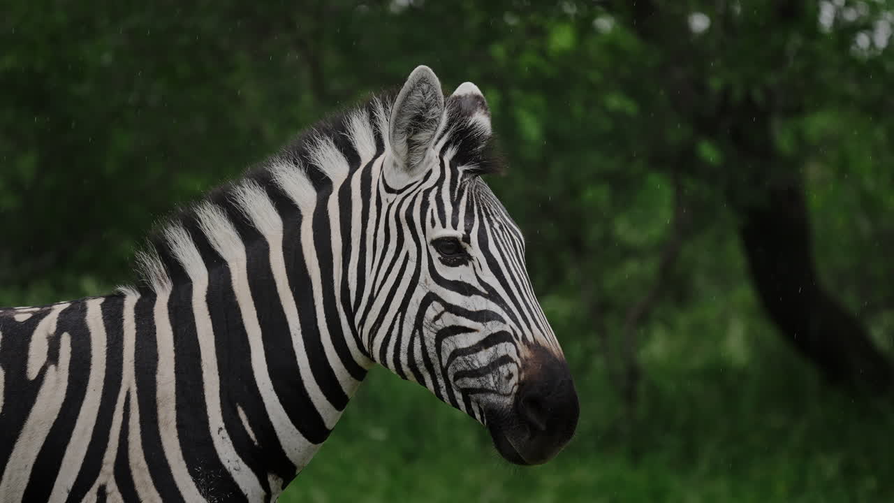 Zebra in a Forest