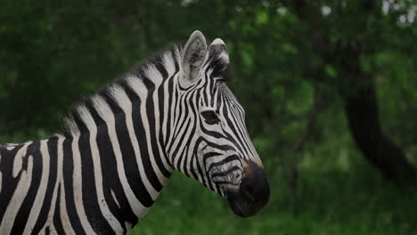zebra in a forest