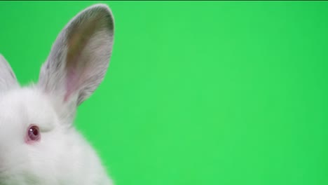 little white rabbit on a background of chromakey.