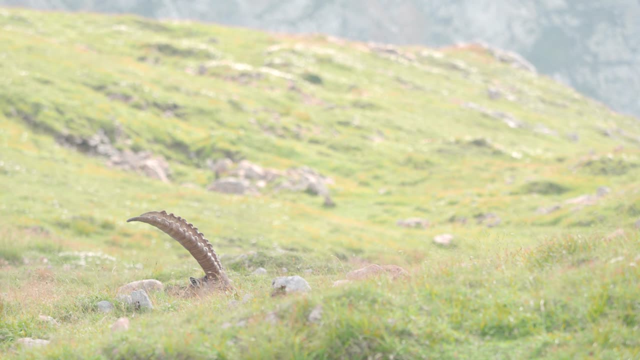 golling 오스트리아의 schneibstein에서 여유롭게 풀을 뜯고 있는 알파인 아이벡스의 머리와 뿔을 엿볼 수 있습니다.