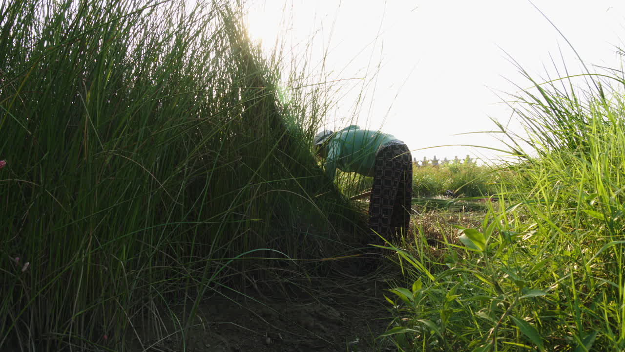 Talented woman collects natural materials with the sun flaring in the background, committed to preserving the community's traditions through the craft of traditional mattress handcrafting
