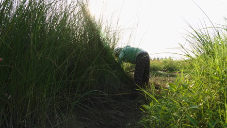 talented woman collects natural materials with the sun flaring in the background, committed to preserving the community's traditions through the craft of traditional mattress handcrafting