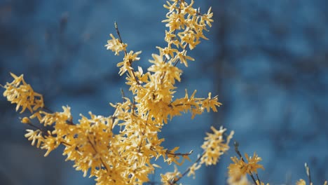 beautiful golden-yellow forsythia flowers cover the leafless branches