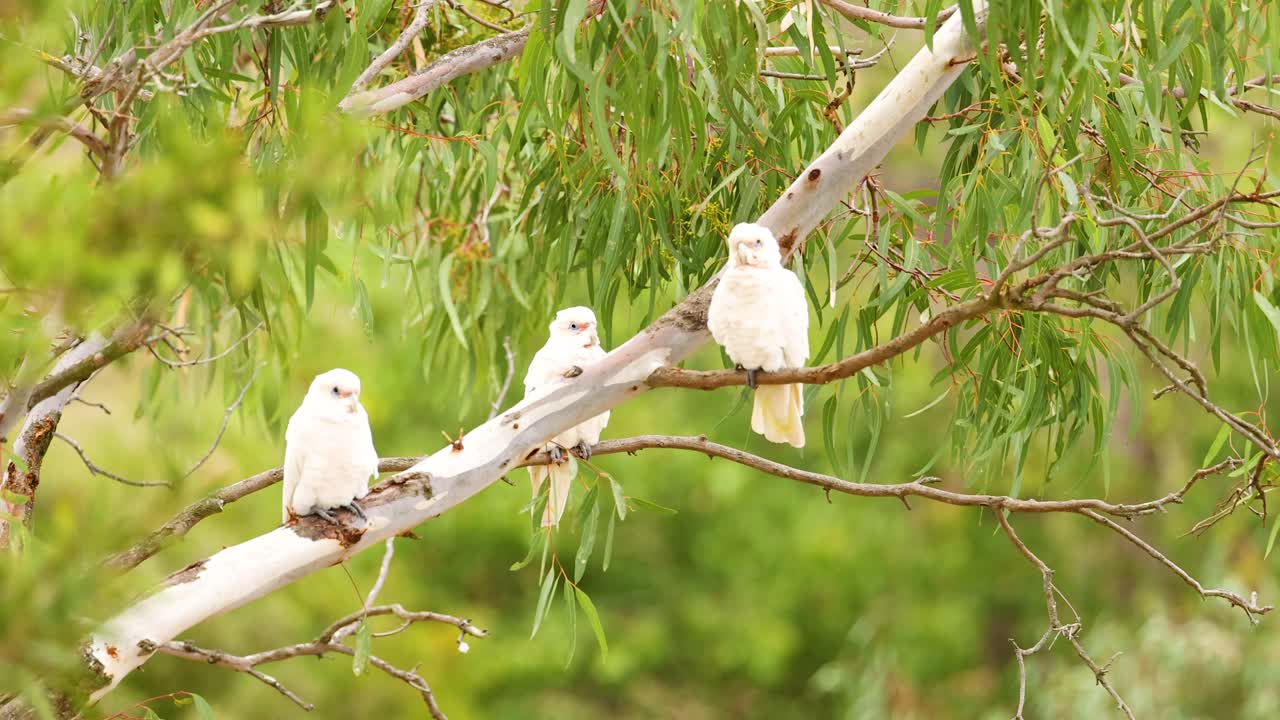 Three long-billed corellas rest on a tree branch in Geelong, Australia. Bright daylight enhances the serene natural setting