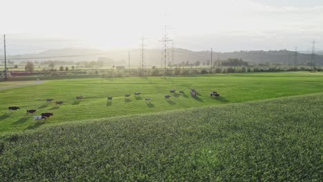 cows grazing pasture in swiss valley, corn field in foreground