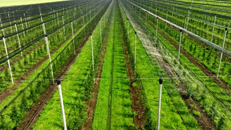 fruit crops protected with anti-hail nets at the orchard