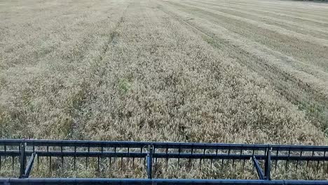 cab view of swathing wheat into windrows for harvest