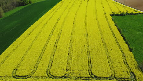 yellow rapeseed field and green fields