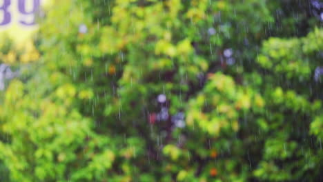 Captivating-rain-shower-focused-on-a-lush-greenery-backdrop