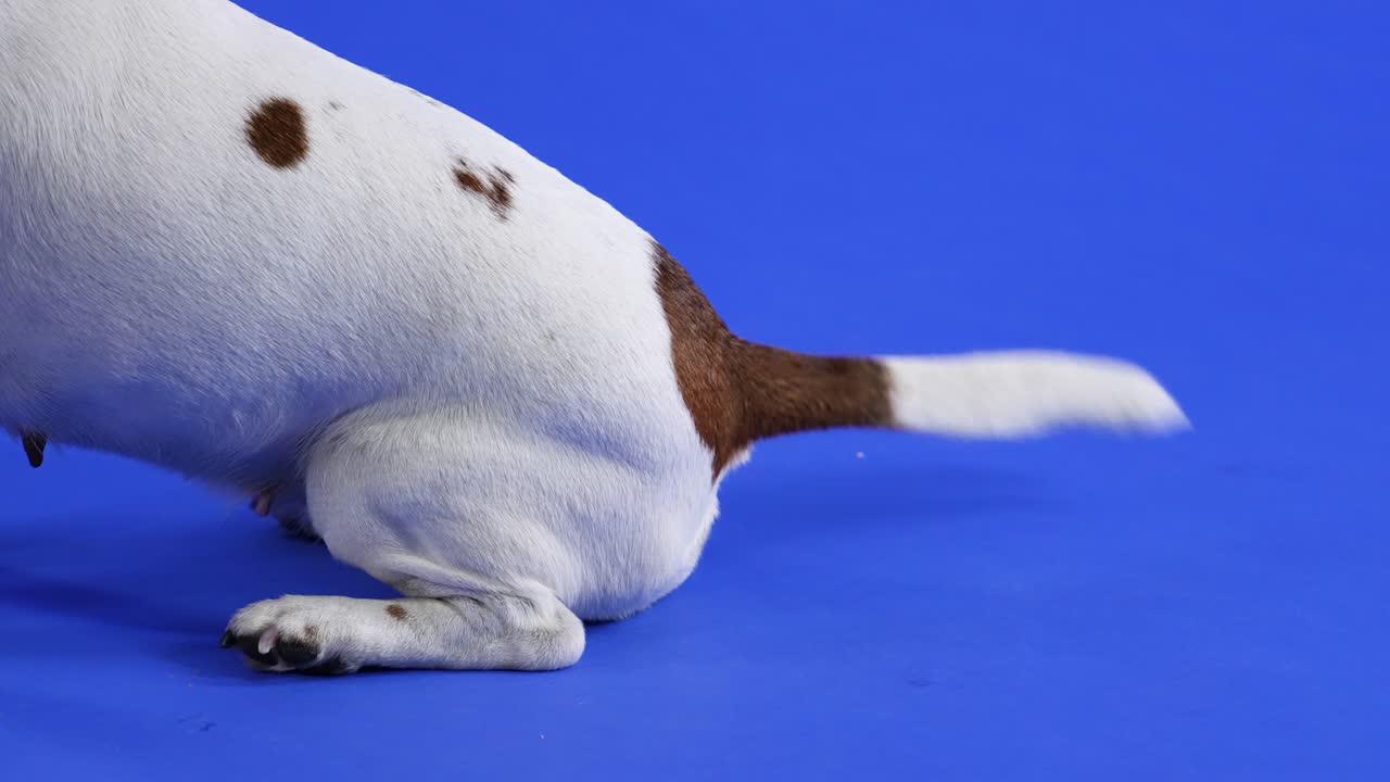 잭 러셀은 스튜디오에서 파란색 바탕에 앉아 있습니다. 으로 보시면 개의 뒷다리와 리는 리. 느린 동작.