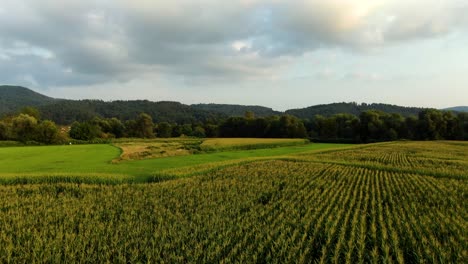 Aerial-drone-shot-flying-over-a-big-corn-field-on-a-beautiful-cloudy-day