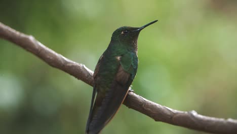 Macro-shot-of-a-hummingbird-taking-off-from-a-branch,-flying-in-slow-motion