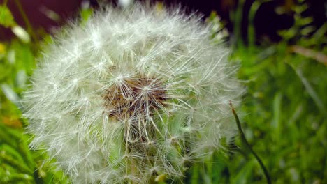 flor de diente de león movida por el viento