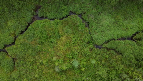 Aerial-top-view-of-water-flowing-through-a-green-forest-in-Algonquin-Park,-Ontario,-Canada