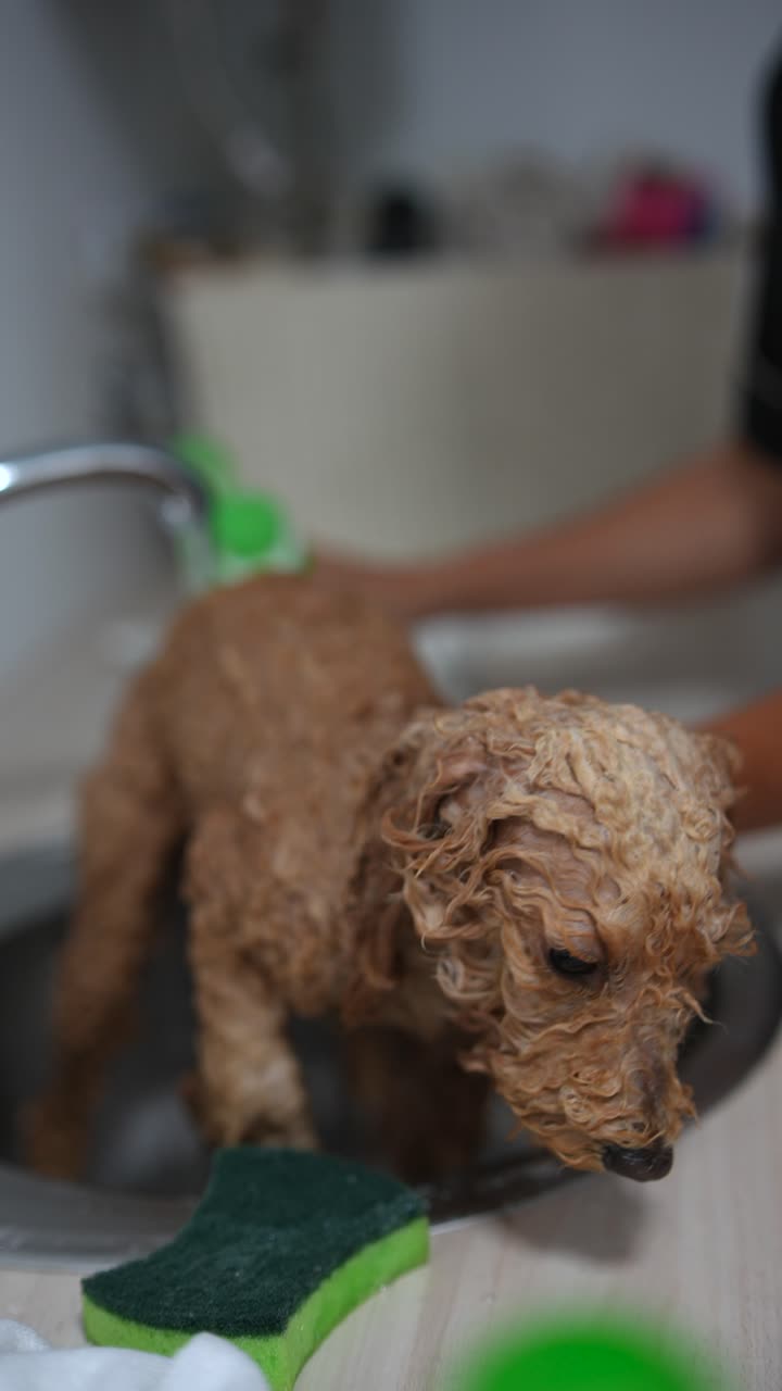 perro tomando un baño en el fregadero de la cocina