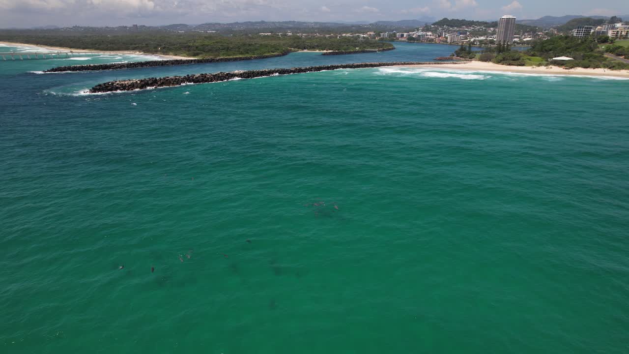 Bottlenose Dolphins In Duranbah Beach, Tweed Heads, NSW, Australia - Drone Shot