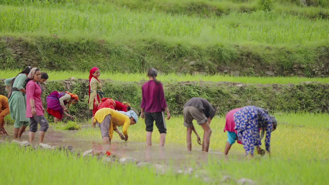 Indian woman in soaked saree working in paddy field, engaging warmly with camera, 4k video