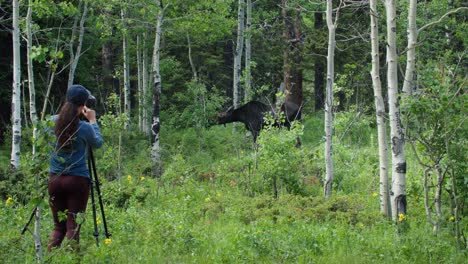 Una-Fotógrafa-Solitaria-Filmando-Un-Alce-Salvaje-Comiendo-En-El-Bosque-En-Gordon-Gulch,-Colorado,-Ee.uu.