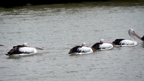 a group of pelicans floating in slow motion