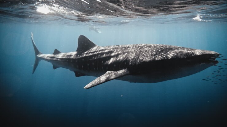 Full body frontal view of whale shark swimming with school of fish, ribbed side body