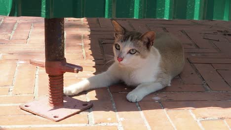 el gato interactúa con un poste de metal juguetón