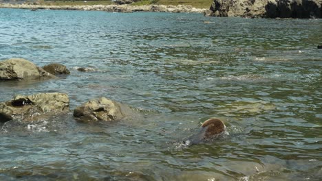 solitary playful fur seal in kaikoura, new zealand