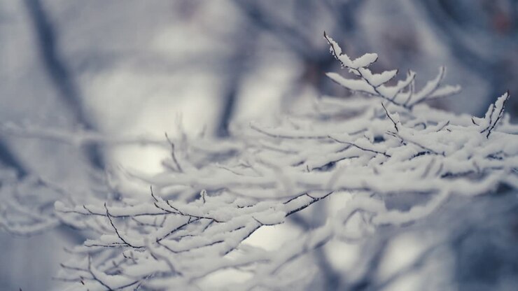 Den første sne på den tynde, fine gren