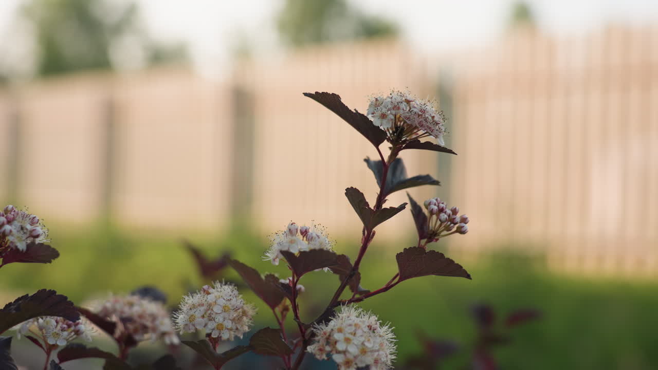 Close up dark purple leaved spirea bush dotted with white pink blossom clusters, blurred figure walking in background, soft bokeh backdrop, delicate petals and contrast foliage under warm light
