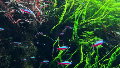 Colorful-neon-fish-swim-through-lush-green-underwater-plants,-creating-a-vibrant-aquatic-scene