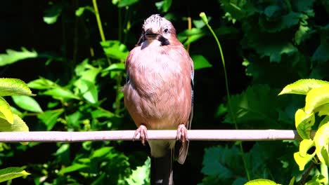 Jay-In-Einem-Englischen-Landgarten-Auf-Einem-Ast-Sitzend