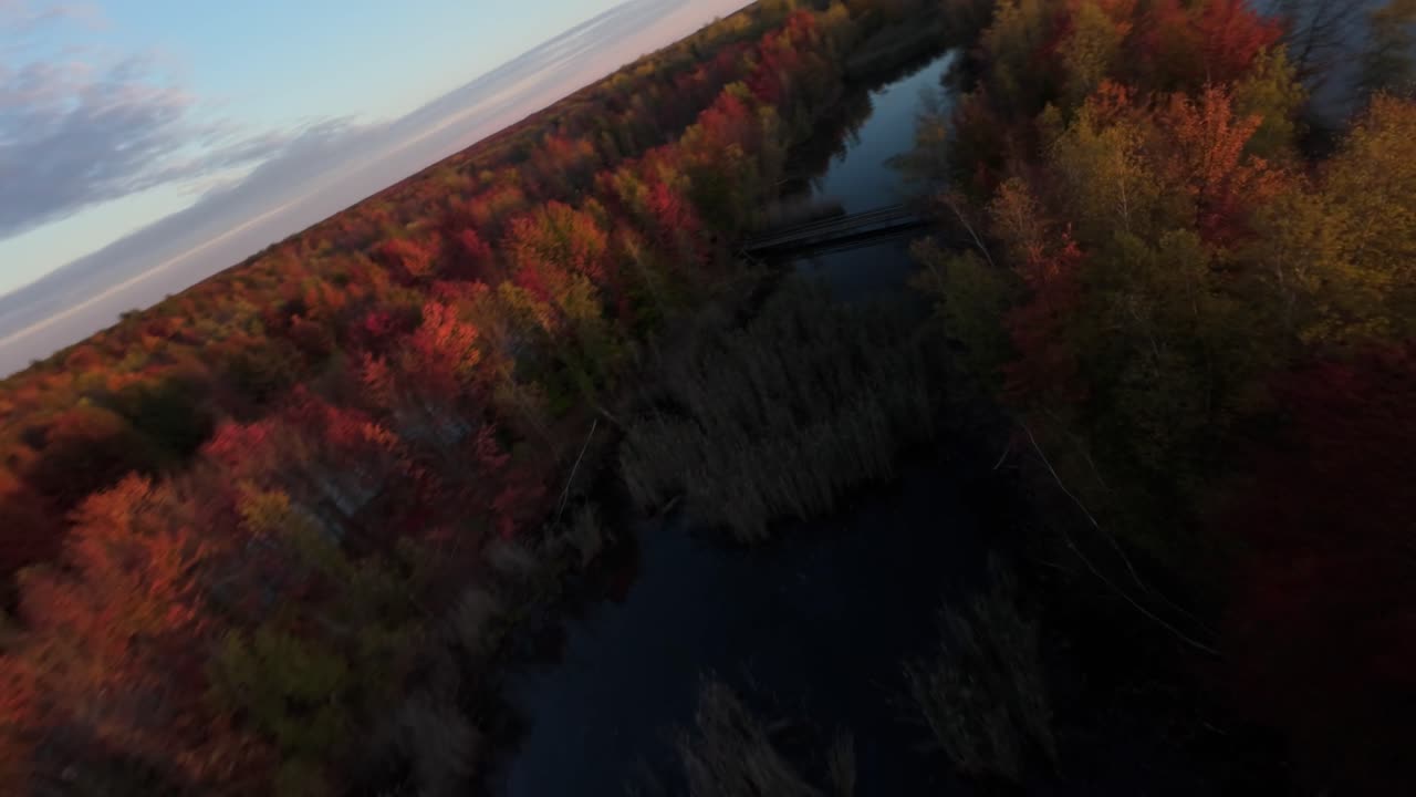 FPV - Alberi autunnali di una fitta foresta durante il tramonto