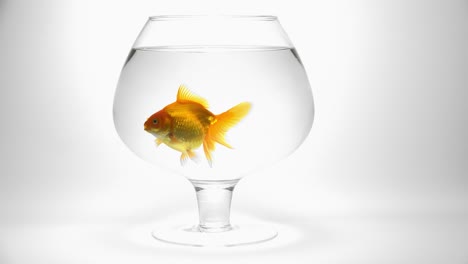goldfish swimming in an aquarium