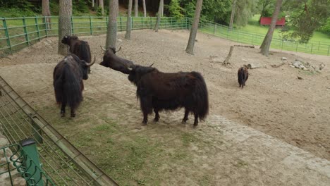 grupo de yaks salvajes en el zoológico de gdańsk en polonia - tiro amplio