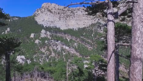 mountain forest landscape