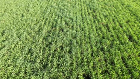 Sugar-cane-fields.-Aerial-top-down-forward