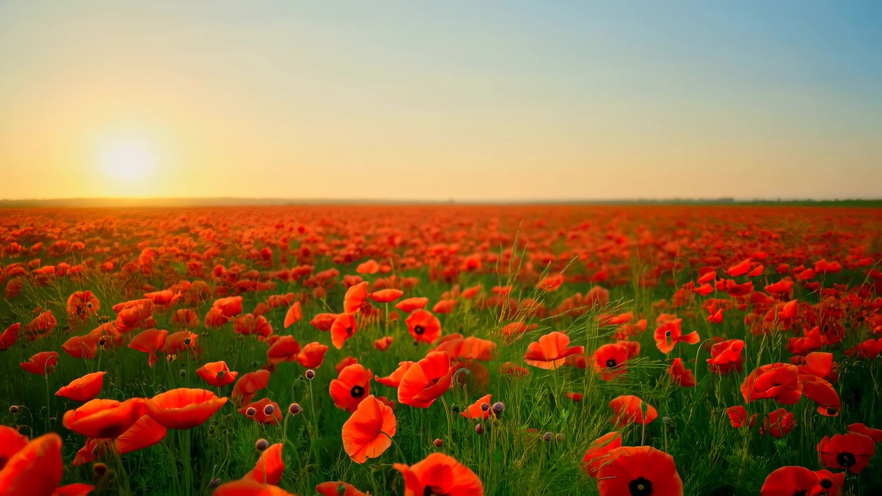 Alba su un campo di papaveri che risplende nella luce dell'ora d'oro, distese infinite di fiori rossi che ondeggiano nella brezza leggera.