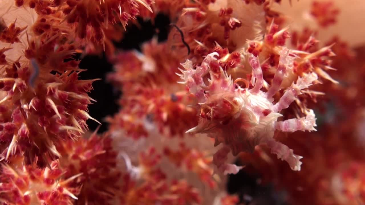 dedronephthya라고 불리는 다채로운 부드러운 산호에서 플랑크톤을 먹고 있는 완벽하게 위장된 부드러운 산호 게, 밤에 클로즈업 샷