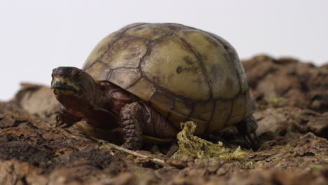 Tortuga-De-Caja-Común-Se-Vuelve-Para-Mirar-A-La-Cámara